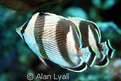 Synchronised swimmers - a pair of banded butterflyfish - ... by Alan Lyall 